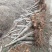 占地桃树6~8cm0.5~1米