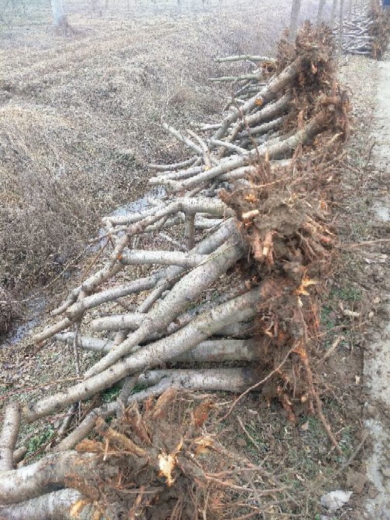 占地桃树6~8cm0.5~1米