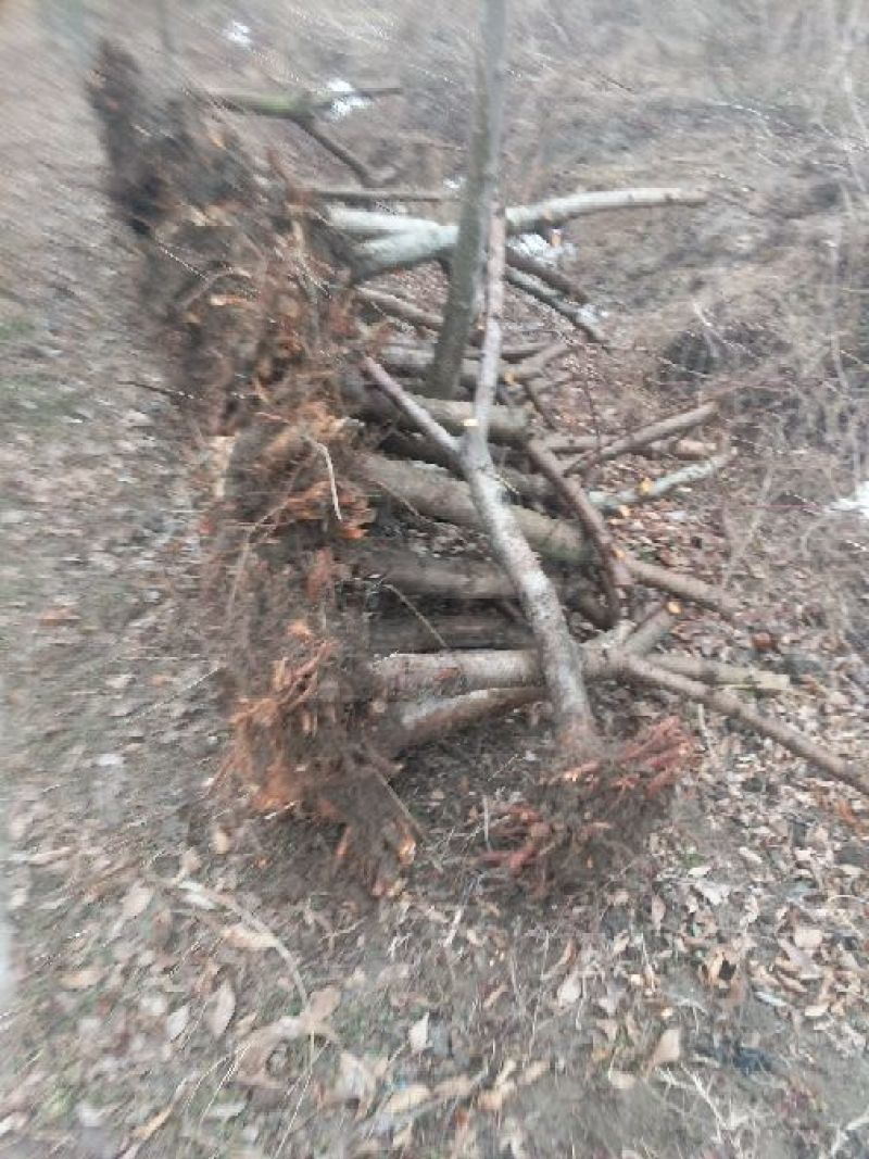 占地桃树6~8cm0.5~1米