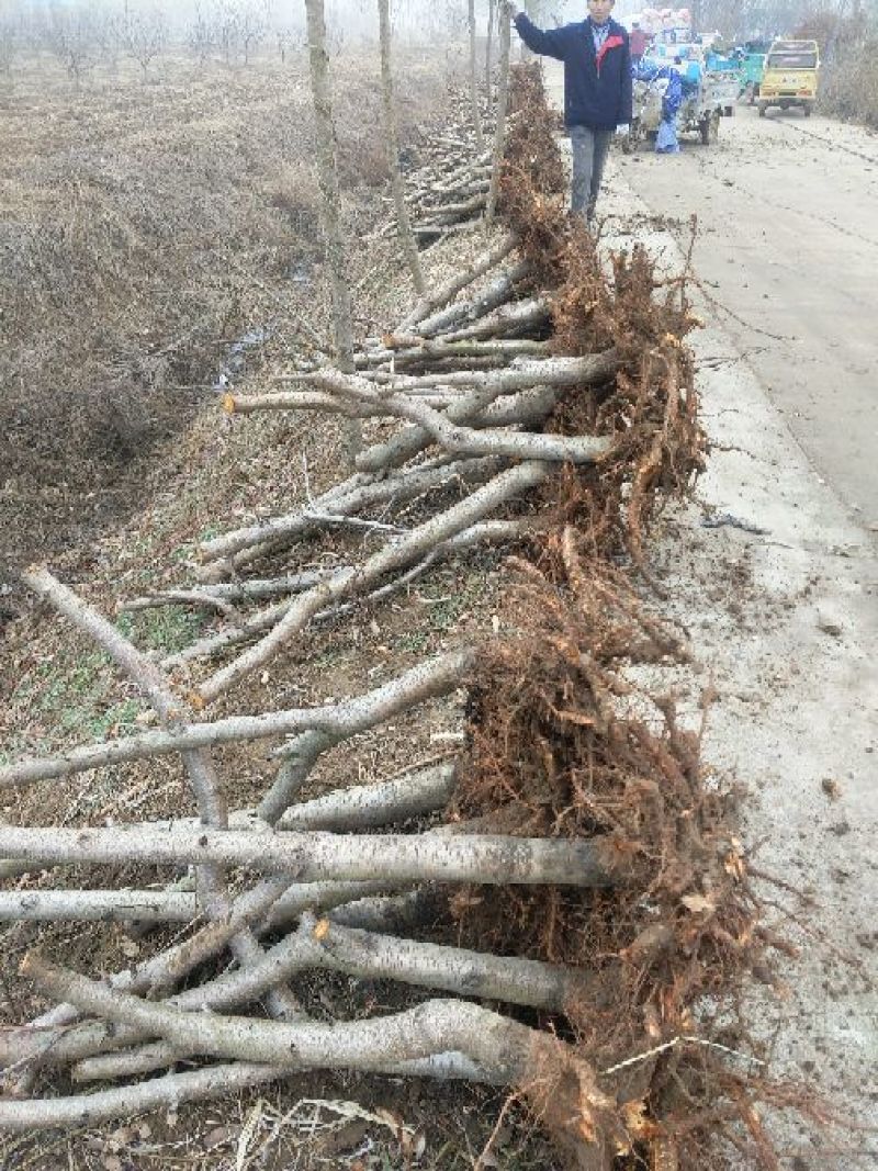 占地桃树6~8cm0.5~1米