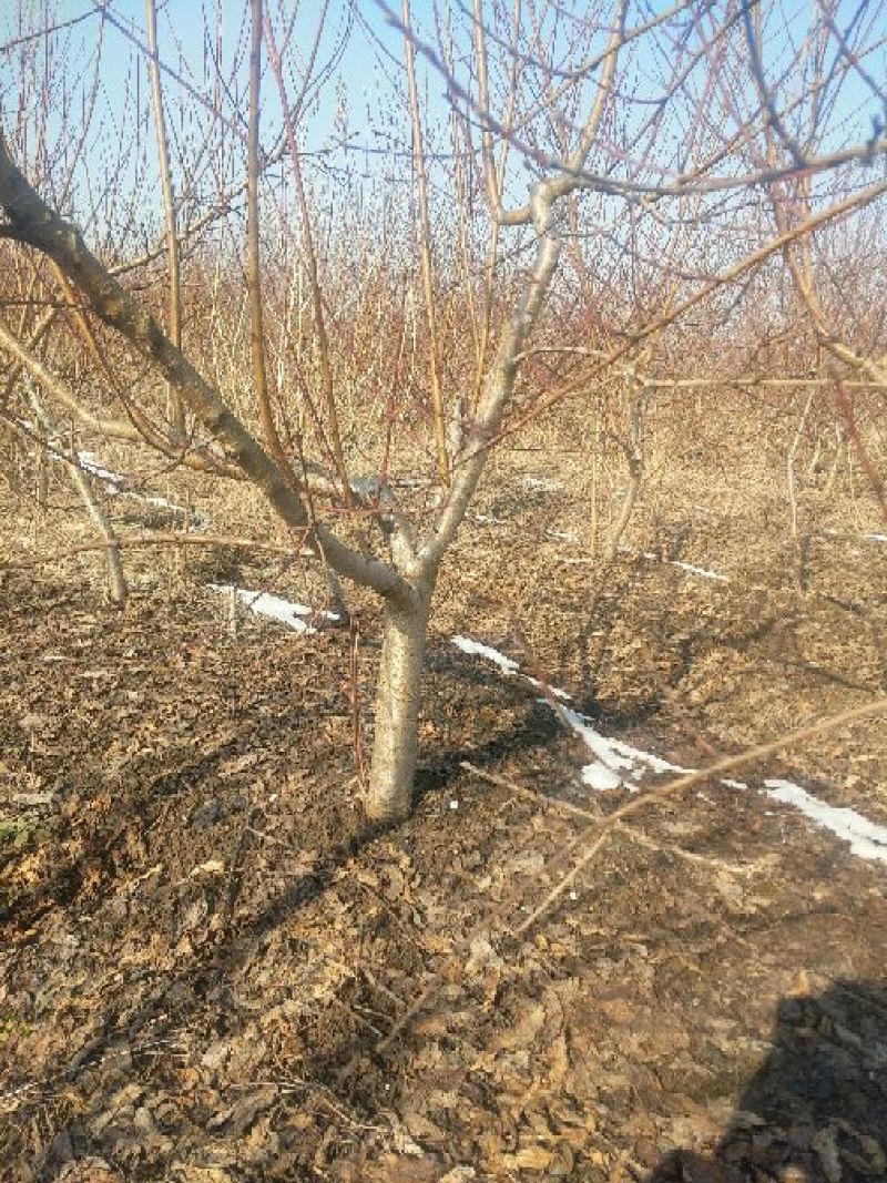占地桃树6~8cm0.5~1米