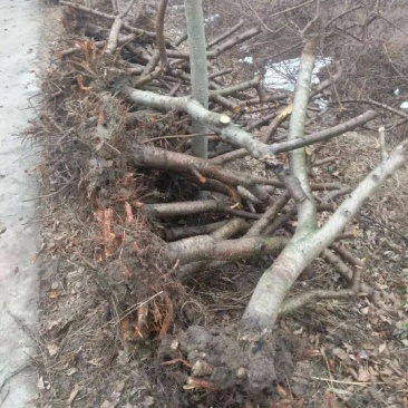 占地桃树6~8cm0.5~1米