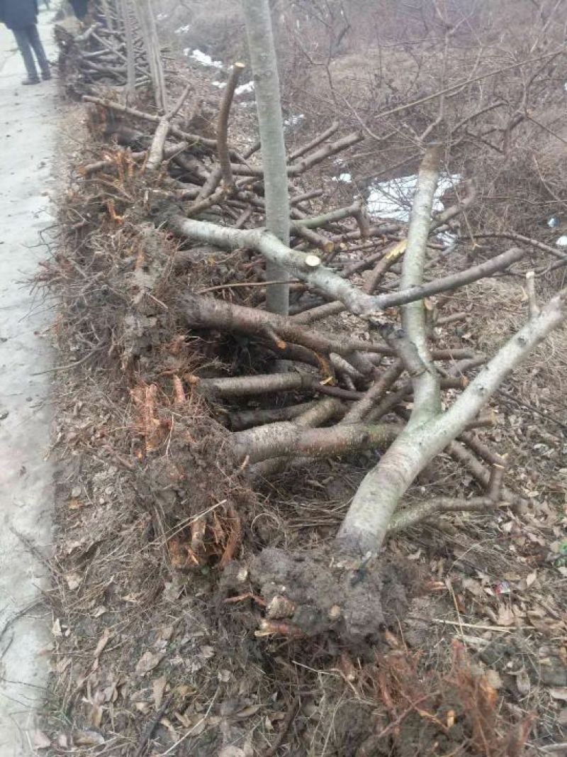 占地桃树6~8cm0.5~1米