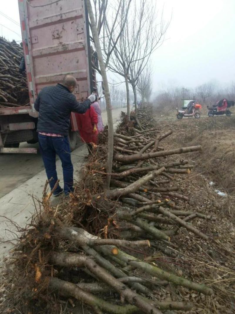 占地桃树6~8cm0.5~1米