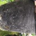 高山杜鹃20cm以上0.5米以下