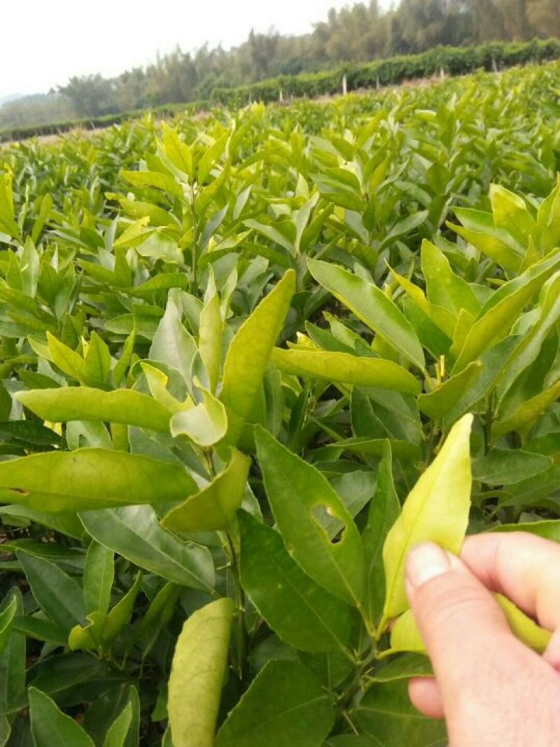 沃柑苗50~80cm
