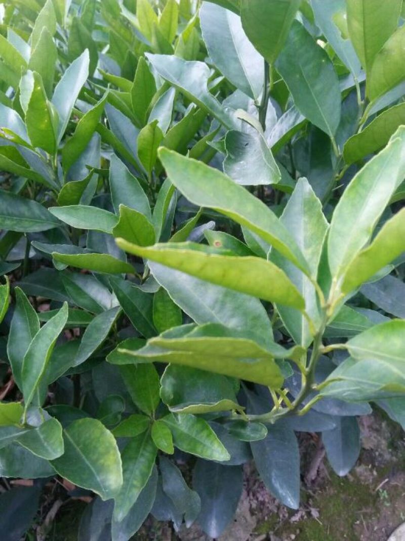 沃柑苗50~80cm