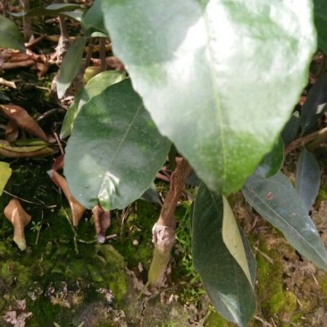 沃柑苗50~80cm