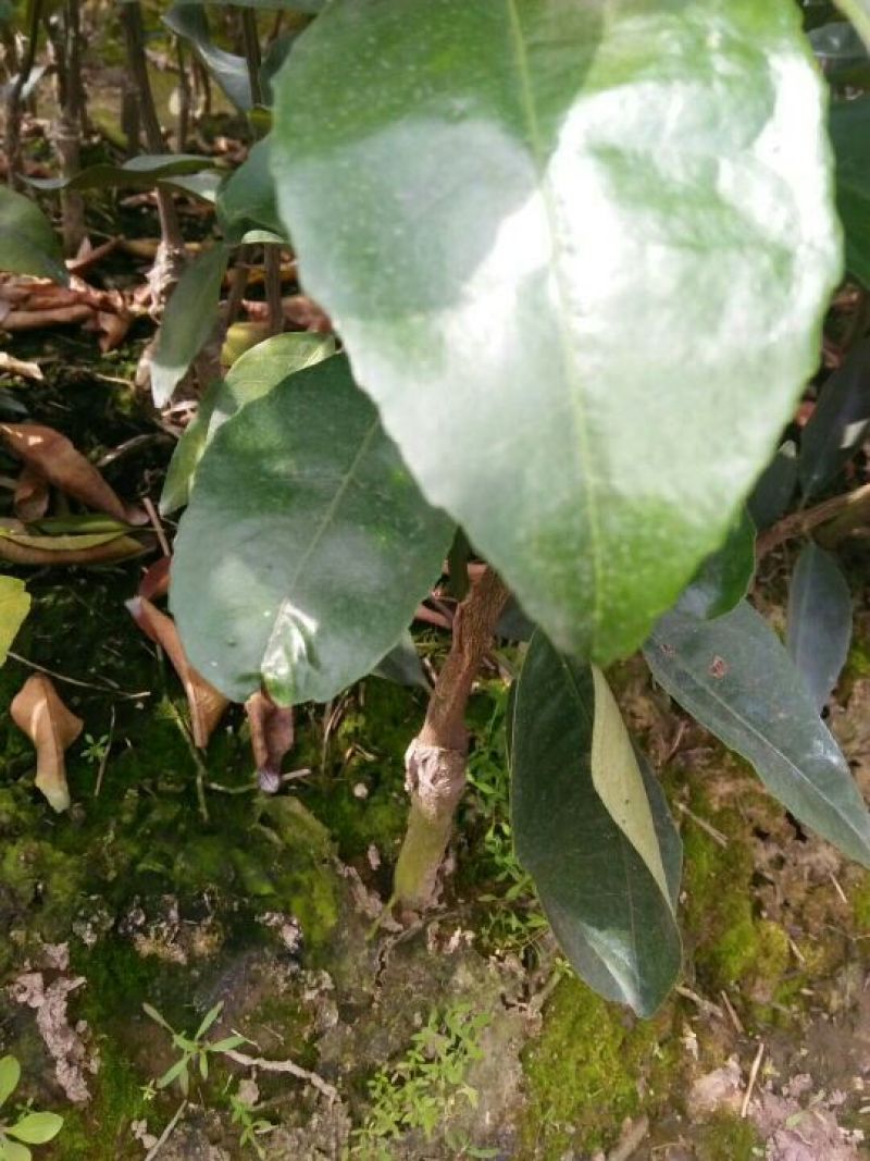 沃柑苗50~80cm