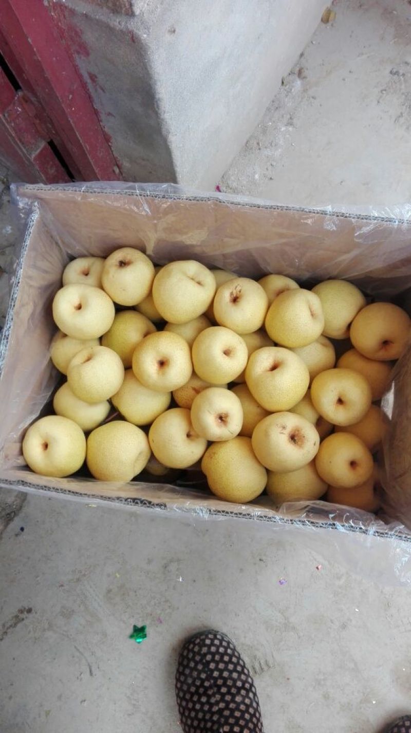 陕西乾县酥梨200~250g光果基地直供量大从优