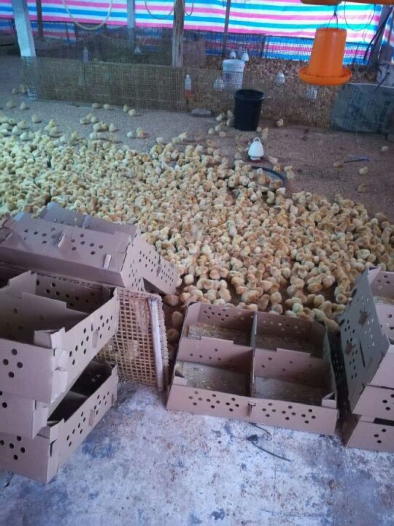 快大三黄鸡苗出壳苗35~45克雄麻鸡苗土鸡苗肉鸡苗