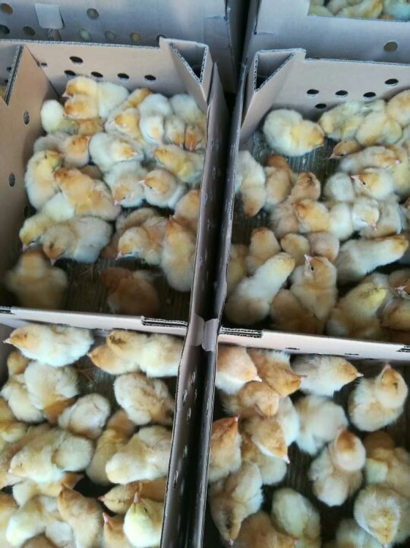 快大三黄鸡苗出壳苗35~45克雄麻鸡苗土鸡苗肉鸡苗
