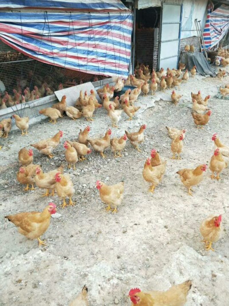 快大三黄鸡苗出壳苗35~45克雄麻鸡苗土鸡苗肉鸡苗