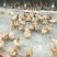 快大三黄鸡苗出壳苗35~45克雄麻鸡苗土鸡苗肉鸡苗
