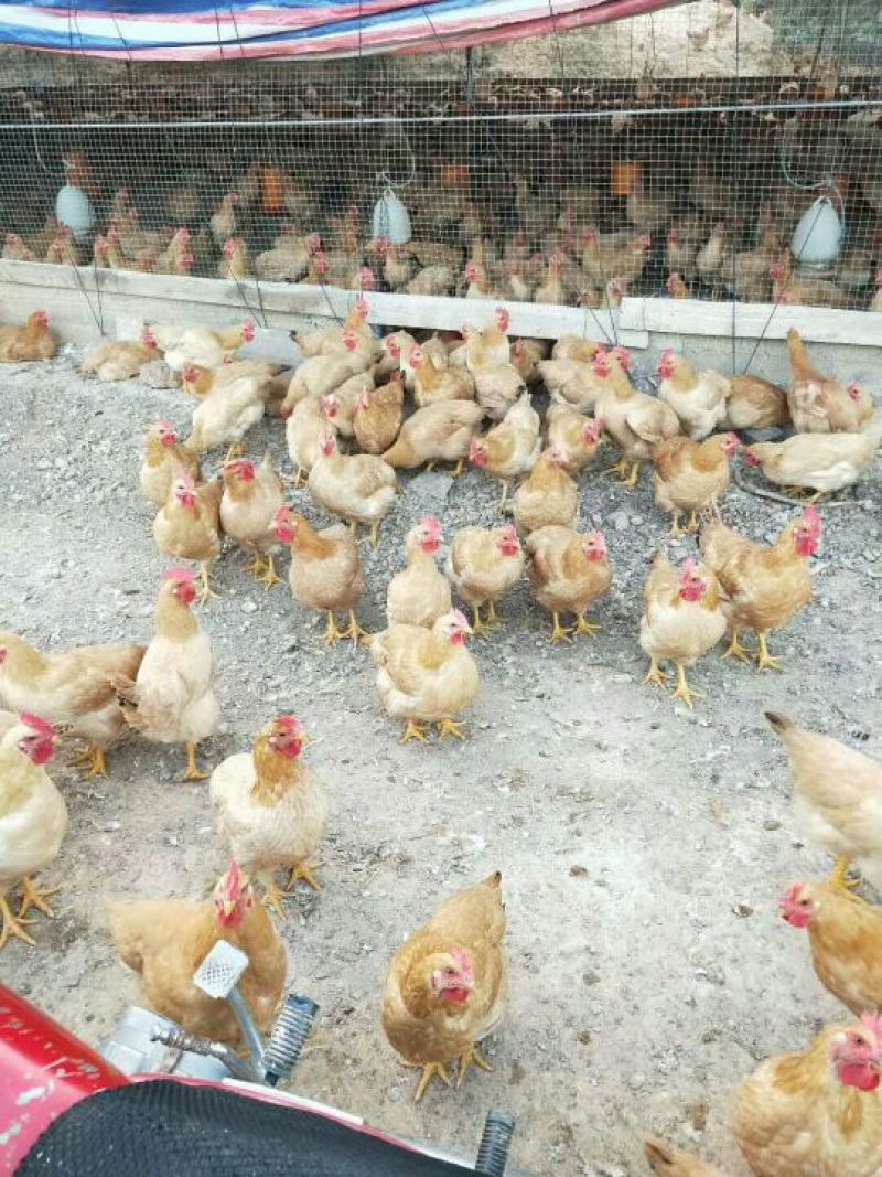 快大三黄鸡苗出壳苗35~45克雄麻鸡苗土鸡苗肉鸡苗