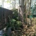 木棉20cm以上3.5~4m