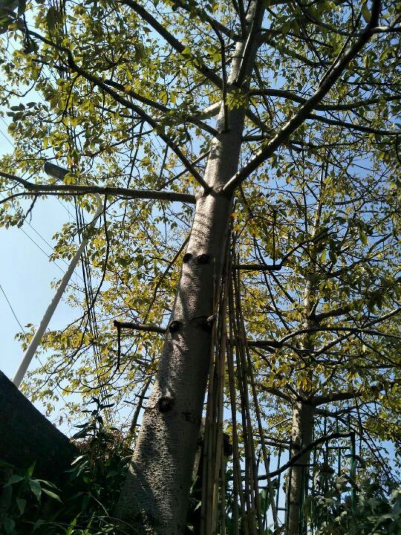 木棉20cm以上3.5~4m