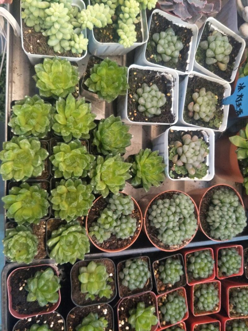 大花香水月季10~20cm