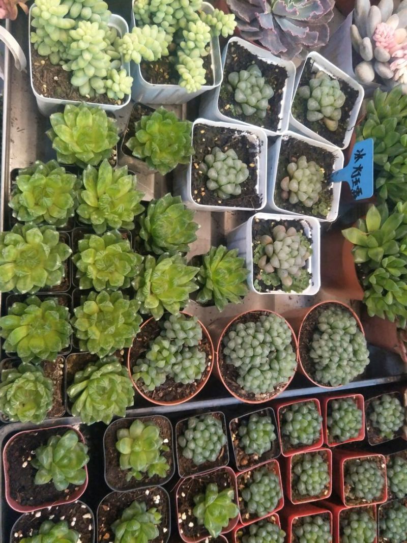 大花香水月季10~20cm