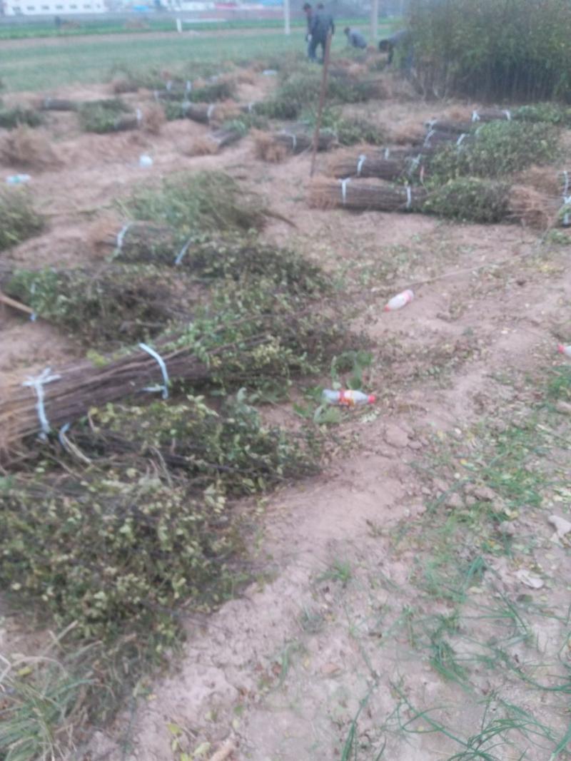 大红袍花椒苗现挖现卖大型花椒树种苗繁育基地