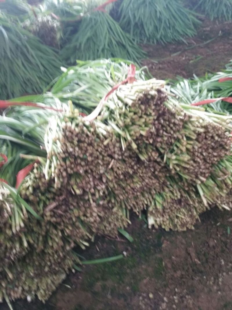 韭菜头茬