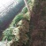 韭菜头茬