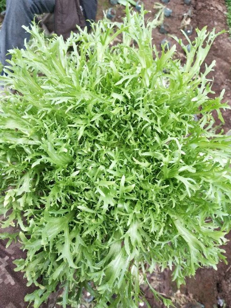 苦菊10~12cm