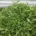 苦菊10~12cm