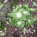 苦菊10~12cm