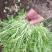 苦菊10~12cm