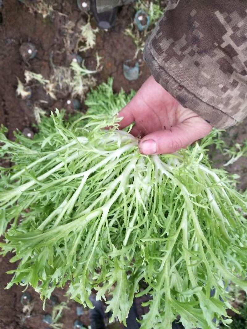 苦菊10~12cm