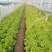 散叶生菜6两~7两