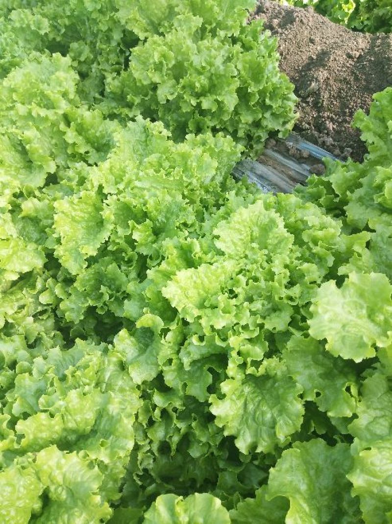 散叶生菜6两~7两