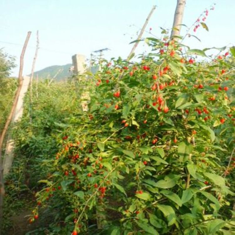 枸杞苗3年