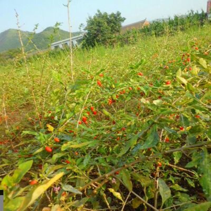 枸杞苗3年