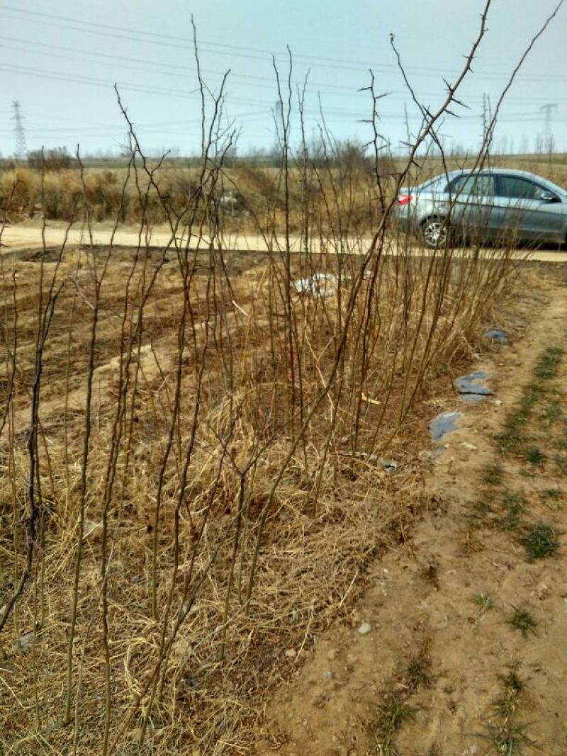 皂刺苗
