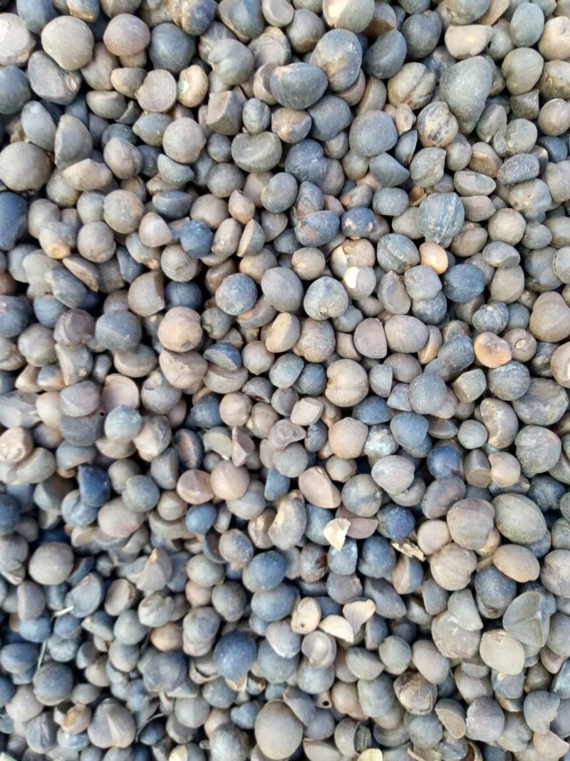 野山茶籽