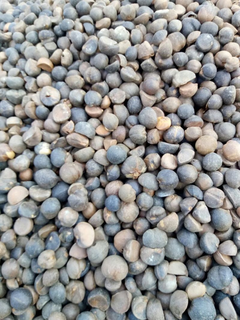 野山茶籽