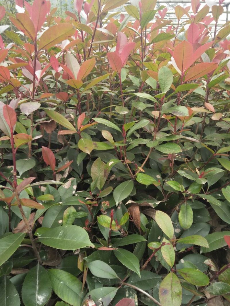 红叶石楠苗20~30cm