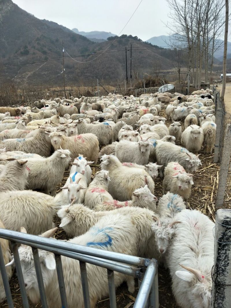 常年饲养出售盖州绒山羊，小烤羊，菜公羊，淘汰大母羊