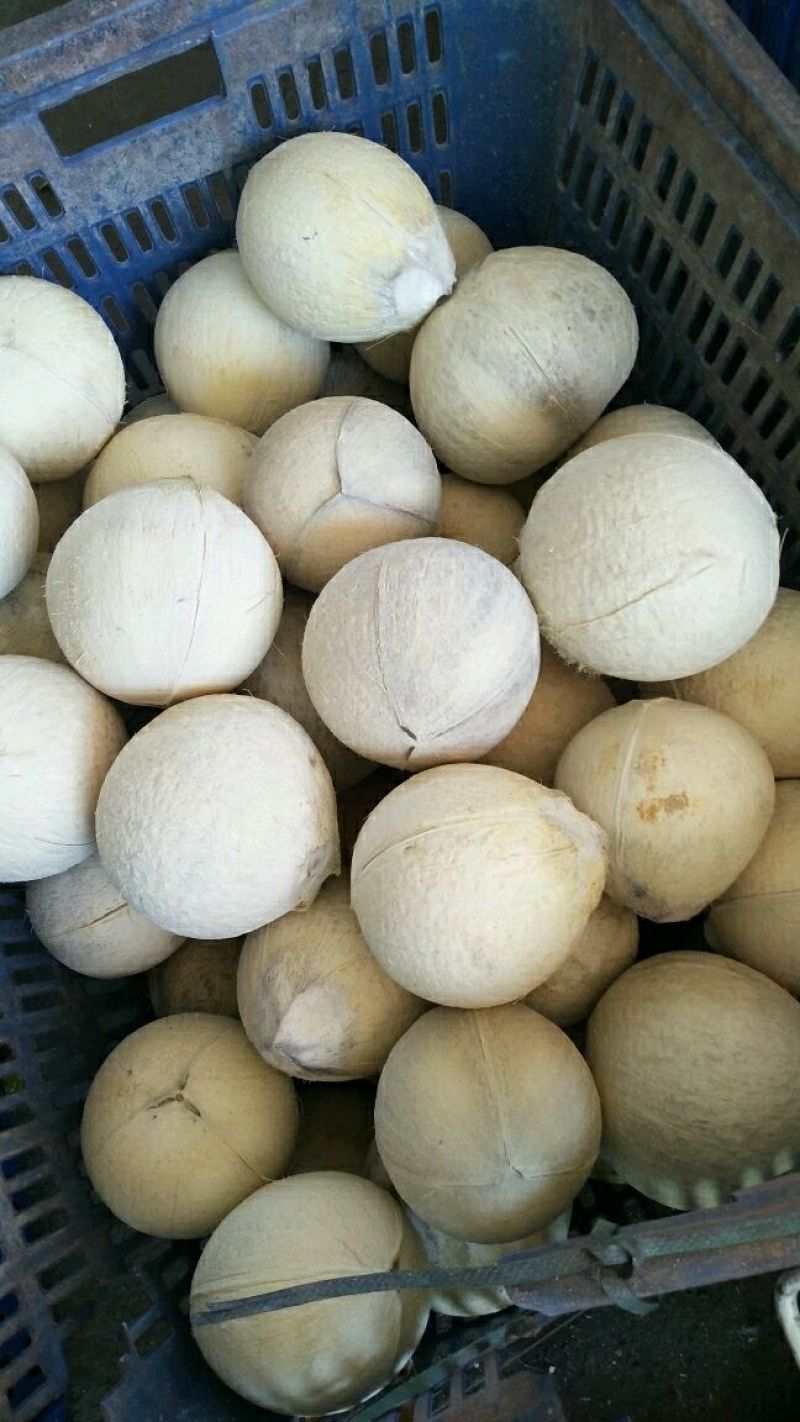 椰子去皮椰子