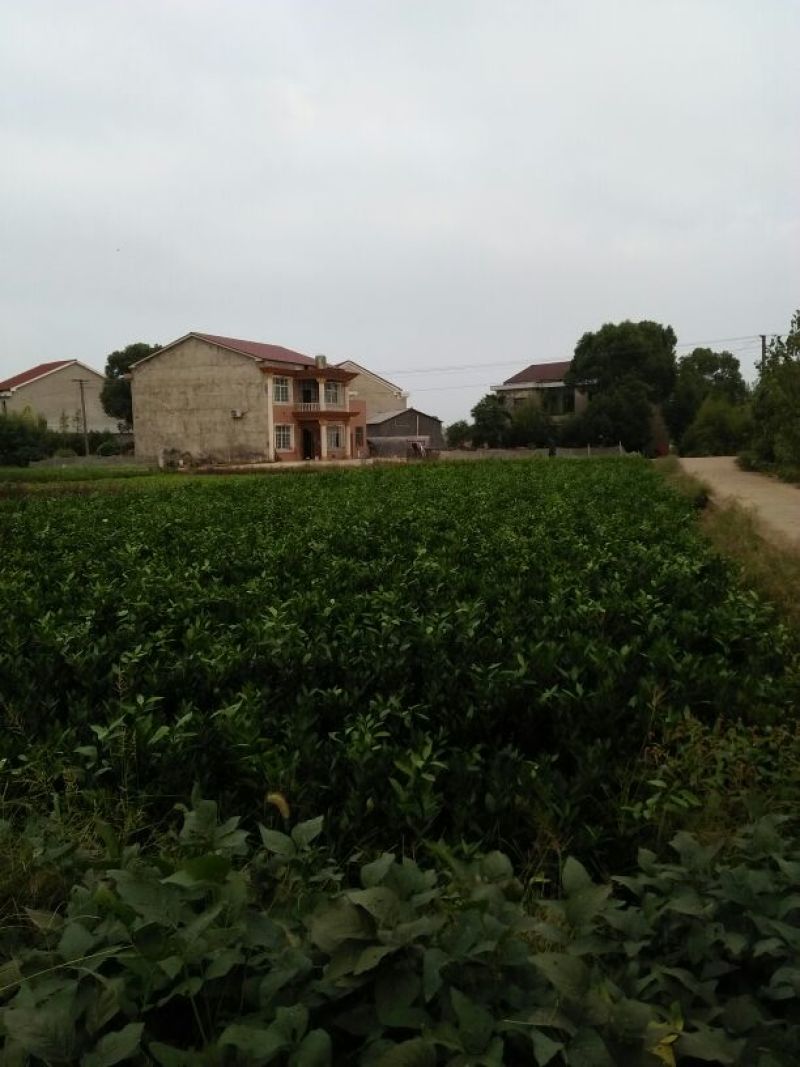 大叶尾张柑桔苗迟熟蜜桔苗嫁接果苗苗农直销包邮，带土保湿