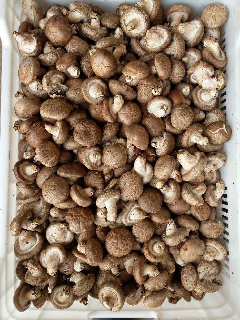 808香菇开伞1%鲜货5~6cm
