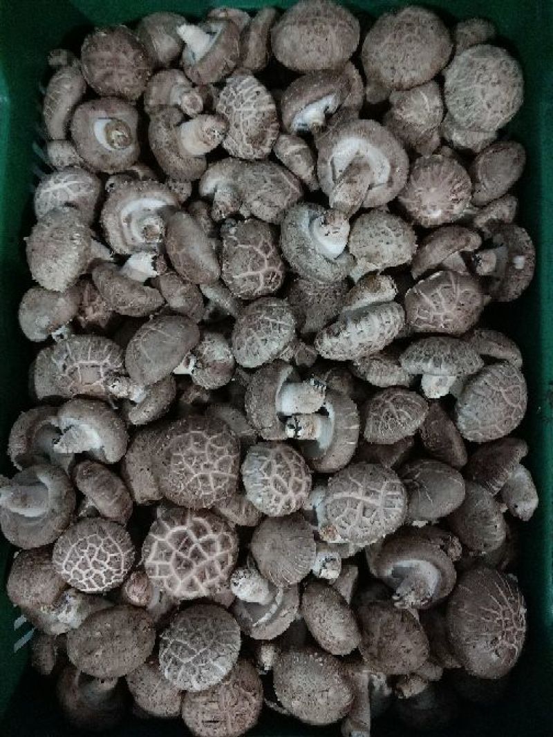 808香菇开伞1%鲜货5~6cm