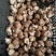 808香菇开伞1%鲜货5~6cm