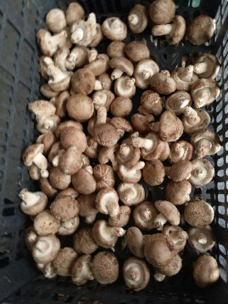 808香菇开伞1%鲜货5~6cm
