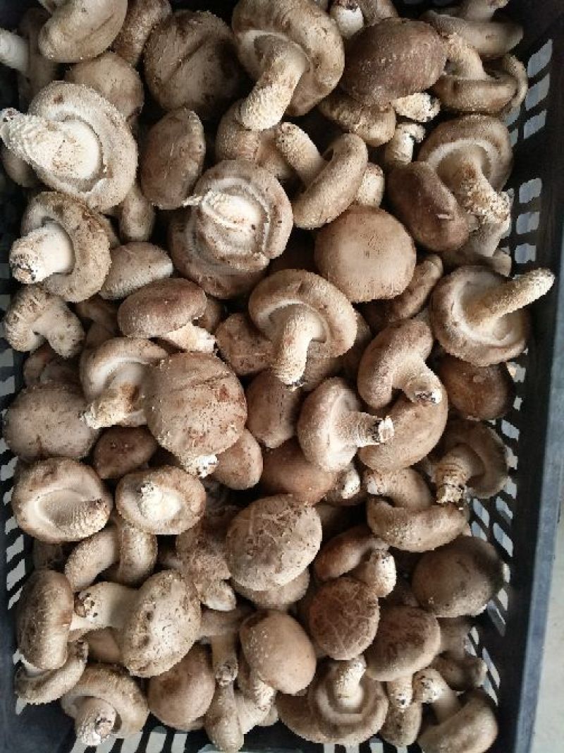 808香菇开伞1%鲜货5~6cm