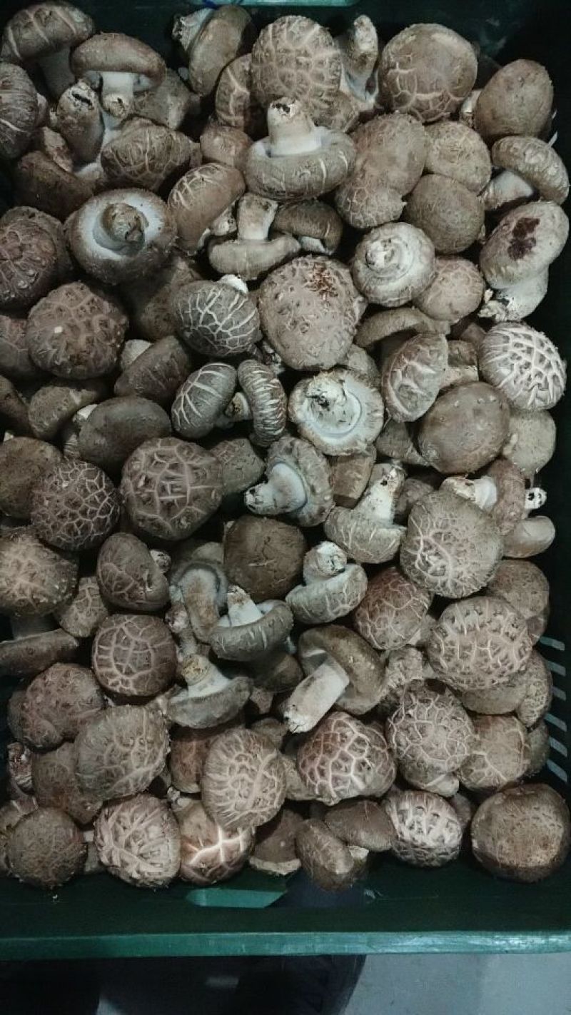 808香菇开伞1%鲜货5~6cm