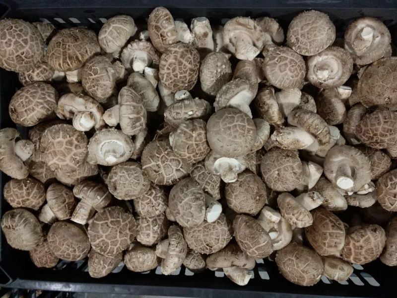 808香菇开伞1%鲜货5~6cm