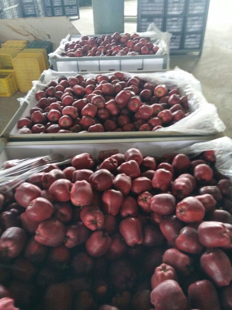 花牛大量出库75mm以上光果